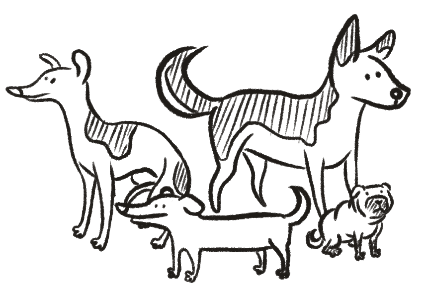 Jak uniknąć złego wyboru psa – lektura obowiązkowa dla przyszłych właścicieli