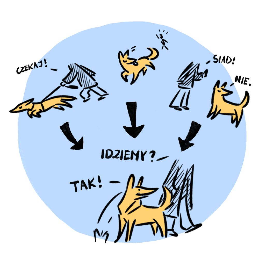 Jak sprawić, by pies słuchał się Ciebie bez smaczków