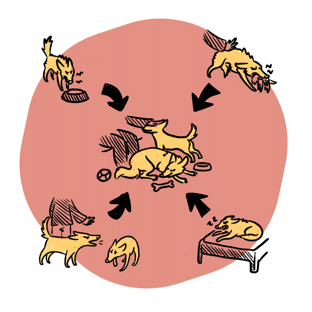 Jak oduczyć psa bronienia