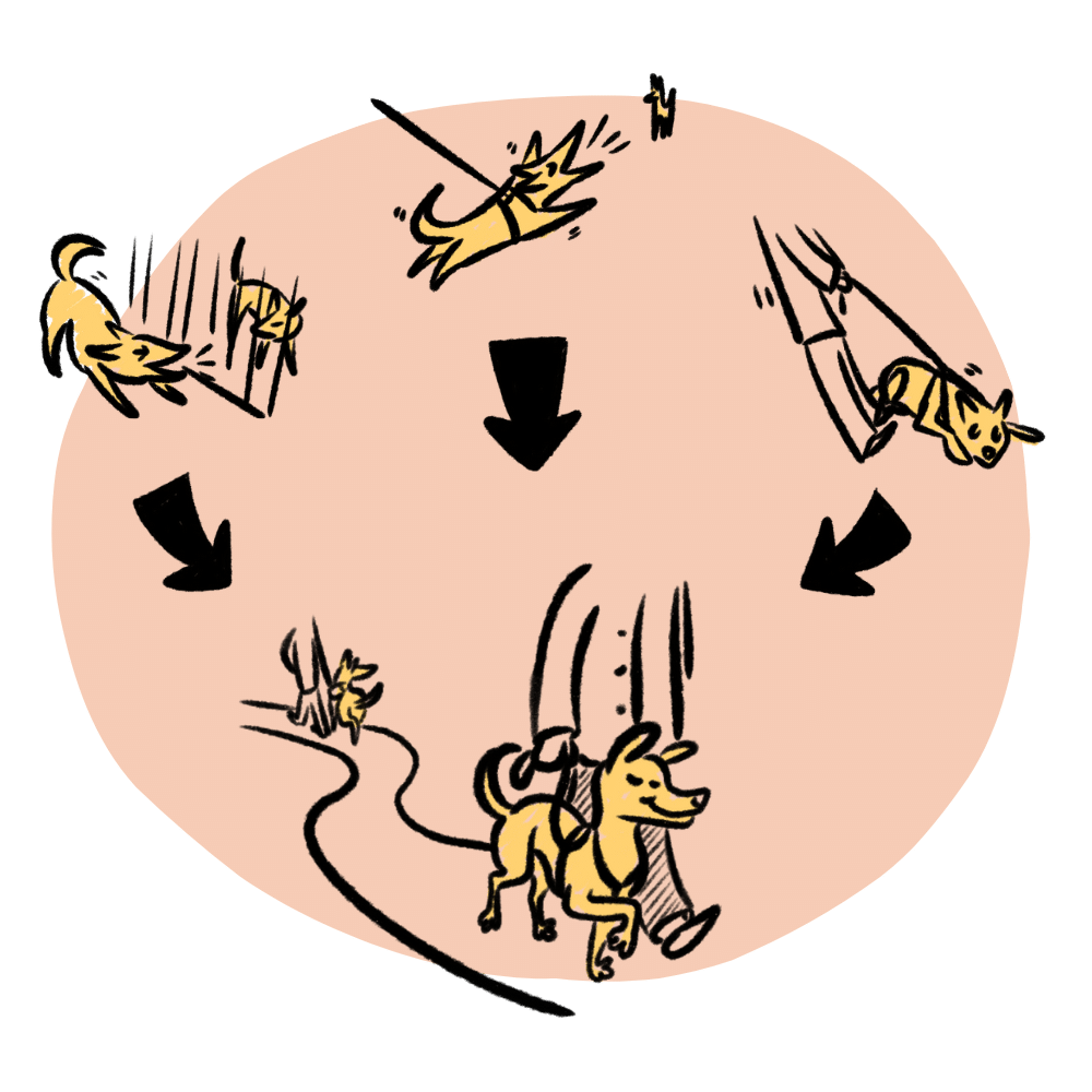 Jak odreaktywnić psa w mieście